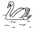 Swan6
