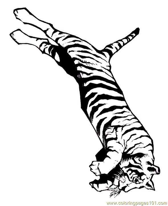 Coloring Pages Lion Tiger Coloring Page 004 (Mammals > Tiger) - free