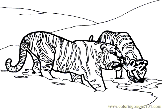 Coloring Pages Lion Tiger Coloring Page 21 (Mammals > Tiger) - free
