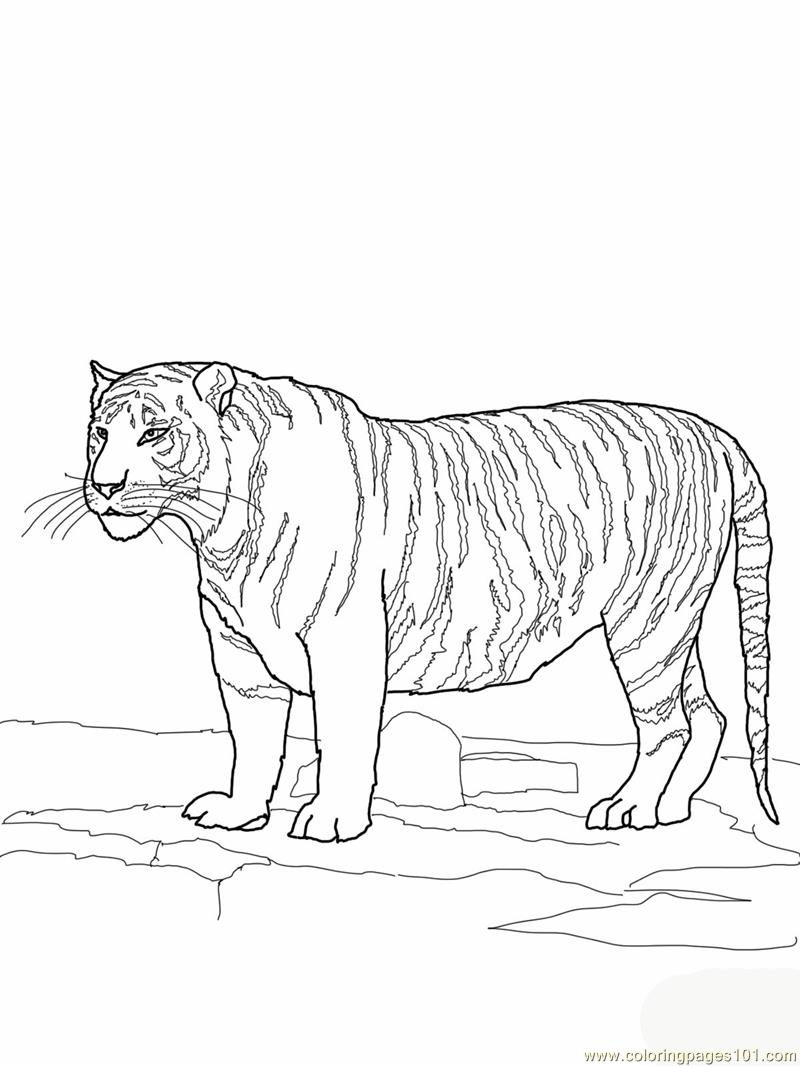 Coloring Pages White bengal tiger (Animals > Tiger) - free printable