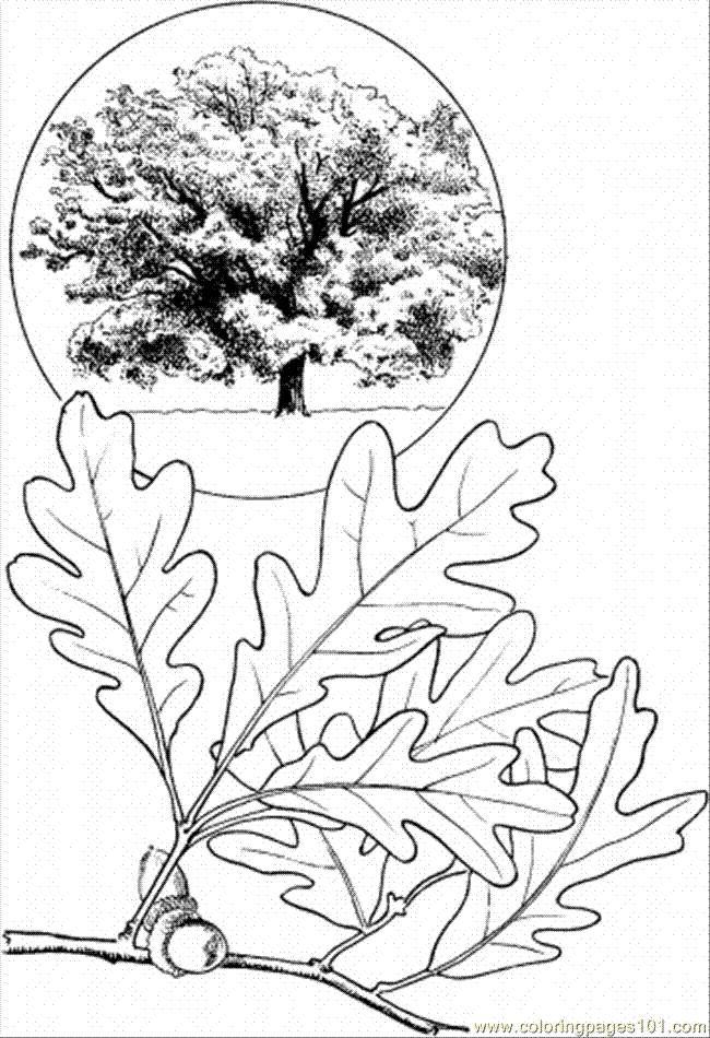 oak tree coloring pages free - photo #2