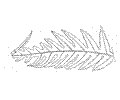 Fern 15