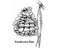 Pine Tree Coloring Pages Lrg
