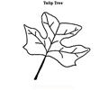 Tulip Tree