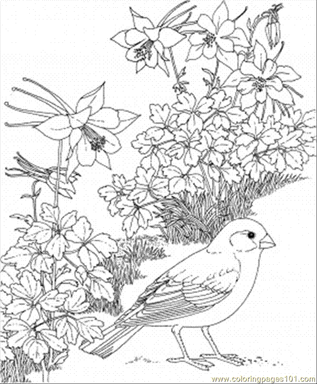 state birds coloring pages - photo #5