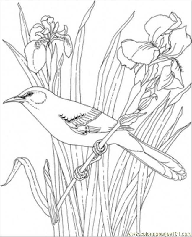 state birds coloring pages - photo #14