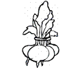 Beetroot 1