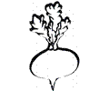 Beetroot 5