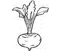 Beetroot 7