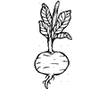 Beetroot 8