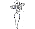 Carrot 12