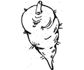 Carrot 6