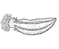 Cucumber 6