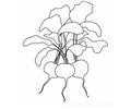 Radishes T