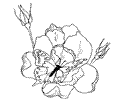 Rfly Flowers Coloring Pages L