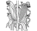 Vegetable Coloring Page 02