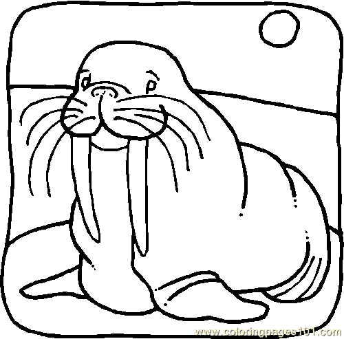 Coloring Pages Walrus001 (Animals > Walrus) - free printable coloring