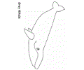 Whale Fish 05