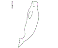Whale Fish 06