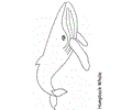 Whale Fish 07