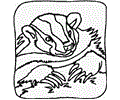 Badgerr