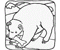 Bearr