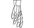 Knights Hand
