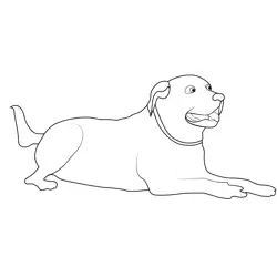 Labrador Dog Free Coloring Page for Kids