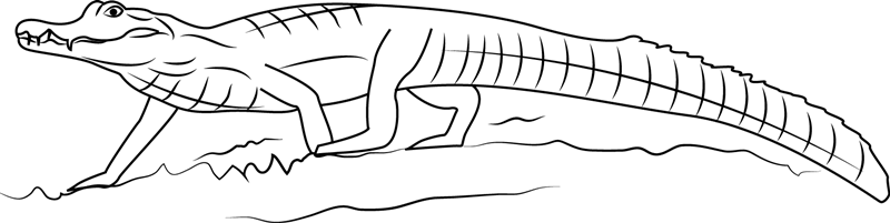 Spectacled Caiman Alligator