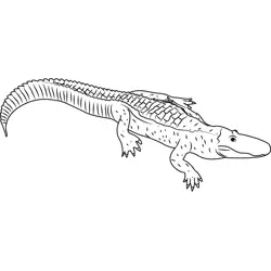Albino Alligator Free Coloring Page for Kids