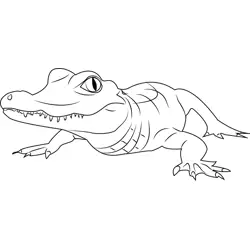 Alligator Free Coloring Page for Kids