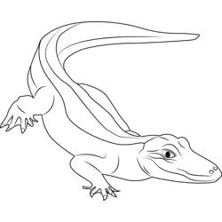 American Alligator Free Coloring Page for Kids