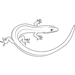 Baby Alligator Free Coloring Page for Kids