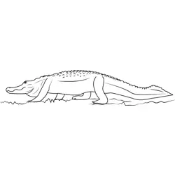 Big American Alligator Free Coloring Page for Kids