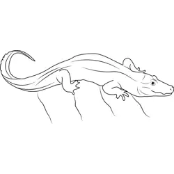 Big Chinese Alligator Free Coloring Page for Kids