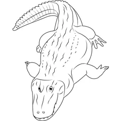 Black Caiman Free Coloring Page for Kids