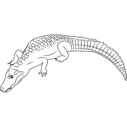 Cuvier's Caiman Free Coloring Page for Kids