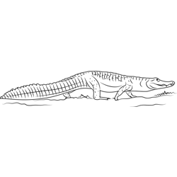 Jacare Caiman Free Coloring Page for Kids