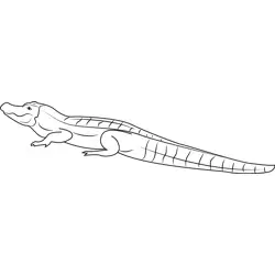 Nice Alligator Free Coloring Page for Kids