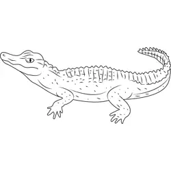 Schneider's Alligator Free Coloring Page for Kids