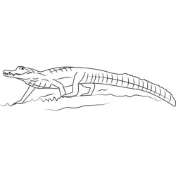 Spectacled Caiman Alligator Free Coloring Page for Kids