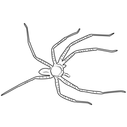 Big Creepy Spider Free Coloring Page for Kids