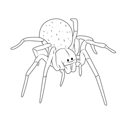 Blackhouse Spider (australia) Free Coloring Page for Kids