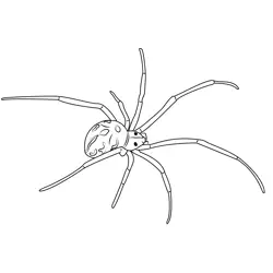 Brown Widow Spider Free Coloring Page for Kids