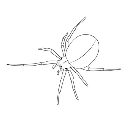 False Widow Spider Free Coloring Page for Kids