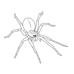 Fishing Spider Free Coloring Page for Kids