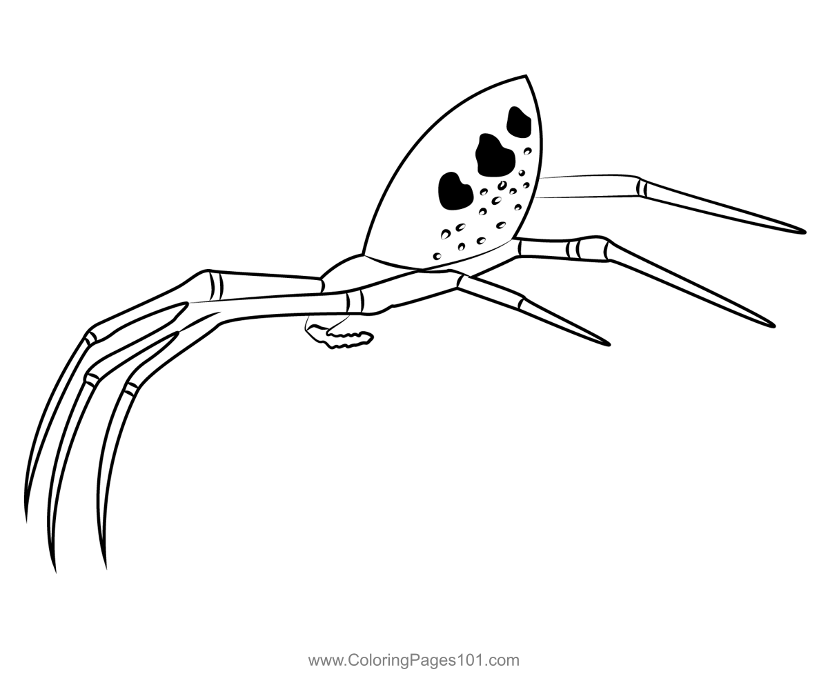Garden Spider On Web