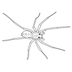 Giant House Spider Free Coloring Page for Kids