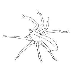 Green Huntsman Spider Free Coloring Page for Kids