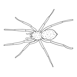 Hobo Spider Free Coloring Page for Kids